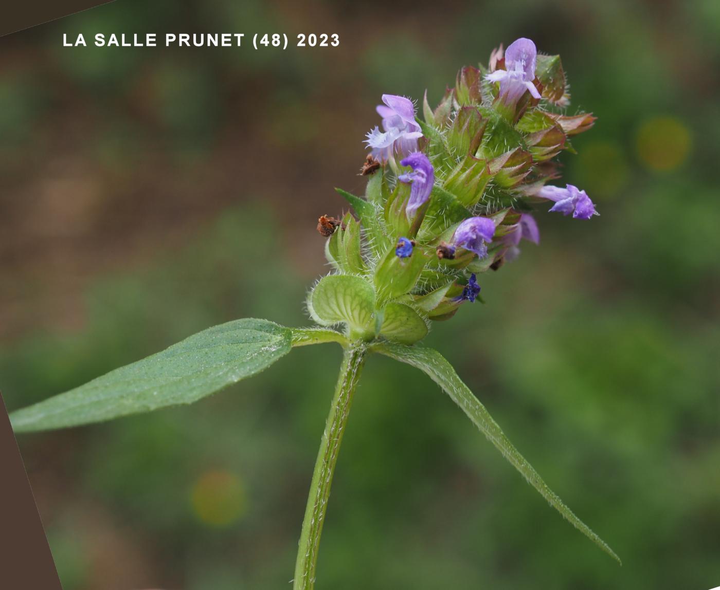 Self-Heal, Common flower